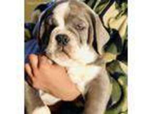 Olde English Bulldogge Puppy for sale in Twin Falls, ID, USA