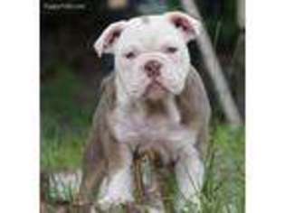 Bulldog Puppy for sale in Orlando, FL, USA