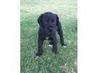 Great Dane Puppy for sale in Argyle, TX, USA