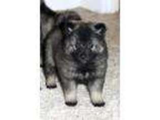 Keeshond Puppy for sale in DAYTON, OH, USA