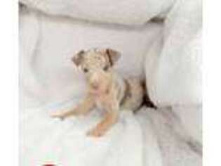 Miniature Pinscher Puppy for sale in Texarkana, AR, USA