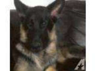 German Shepherd Dog Puppy for sale in TACOMA, WA, USA