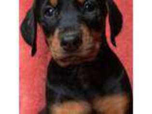 Doberman Pinscher Puppy for sale in Acworth, GA, USA