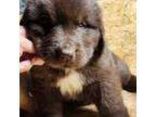 Newfoundland Puppy for sale in Shaftsbury, VT, USA