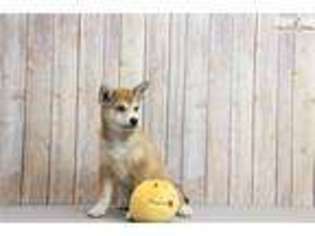 Shiba Inu Puppy for sale in Chillicothe, OH, USA