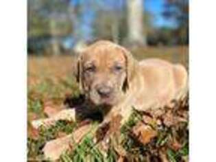 Great Dane Puppy for sale in Carriere, MS, USA