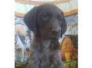 German Shorthaired Pointer Puppy for sale in Newport, NE, USA