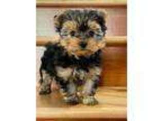 Yorkshire Terrier Puppy for sale in Big Lake, MN, USA