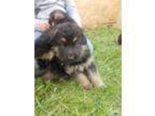 German Shepherd Dog Puppy for sale in Meadville, MO, USA