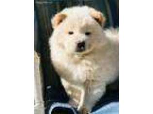 Chow Chow Puppy for sale in Tucson, AZ, USA