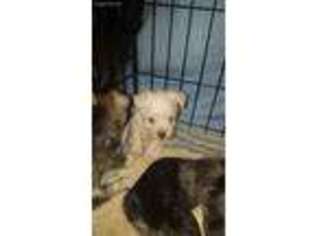 Mutt Puppy for sale in Carson City, NV, USA
