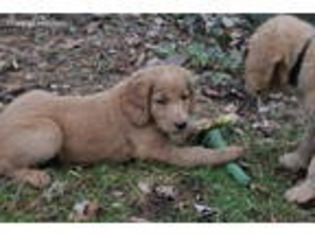 Goldendoodle Puppy for sale in Wilmington, DE, USA