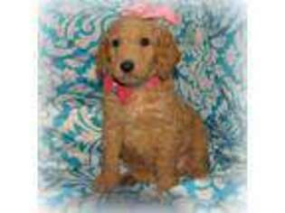 Labradoodle Puppy for sale in Henagar, AL, USA