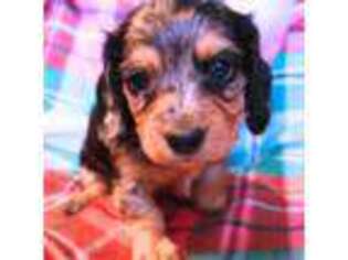 Dachshund Puppy for sale in Cypress, TX, USA