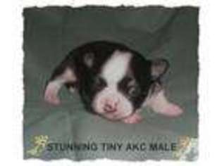 Mutt Puppy for sale in ATTALLA, AL, USA