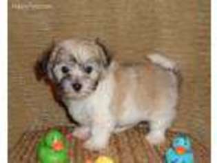 Mutt Puppy for sale in Cuba, NY, USA