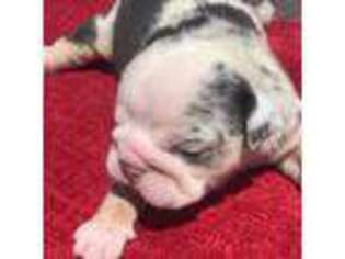 Bulldog Puppy for sale in Baxter, TN, USA
