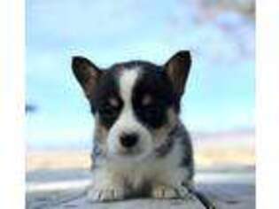 Pembroke Welsh Corgi Puppy for sale in Malta, ID, USA