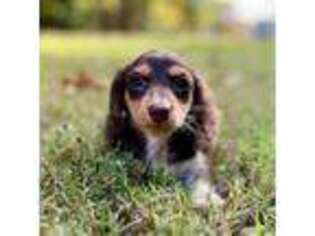 Dachshund Puppy for sale in Mcdonough, GA, USA