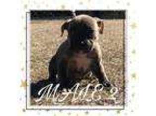 Mutt Puppy for sale in Shallotte, NC, USA