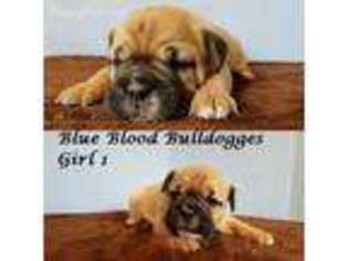 Olde English Bulldogge Puppy for sale in North Branch, MI, USA