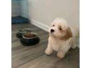 Cavachon Puppy for sale in Anderson, SC, USA