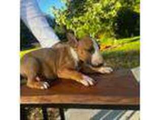 Bull Terrier Puppy for sale in Raeford, NC, USA