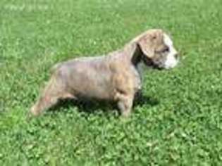 Olde English Bulldogge Puppy for sale in Sugarcreek, OH, USA