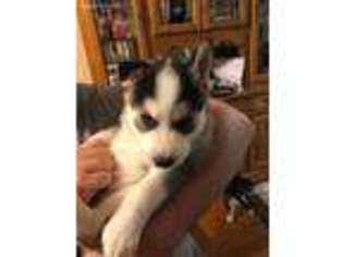 Siberian Husky Puppy for sale in Henley, MO, USA