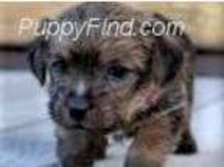 Norfolk Terrier Puppy for sale in Littleton, CO, USA