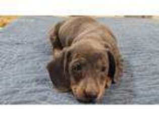 Dachshund Puppy for sale in Sheridan, MI, USA
