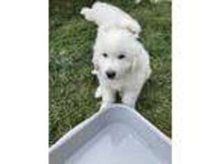 Great Pyrenees Puppy for sale in Thornton, CO, USA