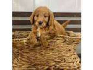 Goldendoodle Puppy for sale in Morrow, OH, USA
