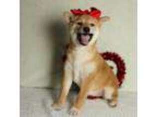 Shiba Inu Puppy for sale in Trenton, MO, USA