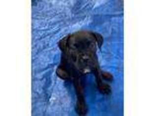 Cane Corso Puppy for sale in Winnabow, NC, USA
