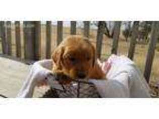 Golden Retriever Puppy for sale in Milford, NE, USA