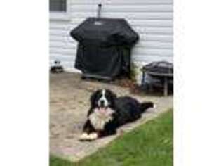 Bernese Mountain Dog Puppy for sale in Rittman, OH, USA