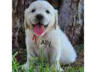 Mutt Puppy for sale in Farwell, TX, USA