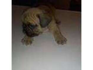 American Bulldog Puppy for sale in Las Vegas, NV, USA