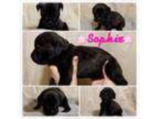 Cane Corso Puppy for sale in Foresthill, CA, USA