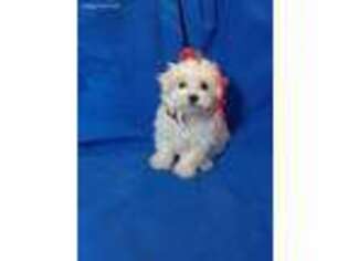 Maltese Puppy for sale in Laguna, NM, USA