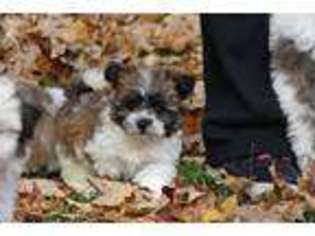 Mutt Puppy for sale in Gardnerville, NV, USA