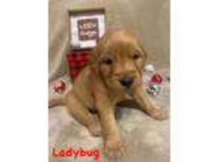 Golden Retriever Puppy for sale in Hillsboro, OH, USA