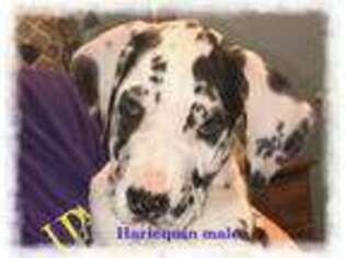 Great Dane Puppy for sale in Louisville, TN, USA
