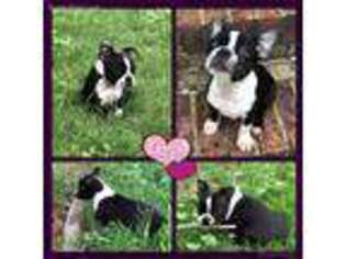 Boston Terrier Puppy for sale in Odenville, AL, USA