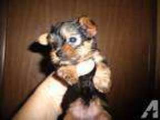 Yorkshire Terrier Puppy for sale in FARMVILLE, VA, USA
