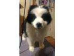 Border Collie Puppy for sale in Elko, GA, USA