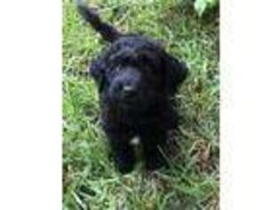 Labradoodle Puppy for sale in Kansas City, MO, USA