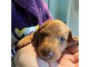 Dachshund Puppy for sale in Auburn, CA, USA