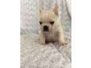 French Bulldog Puppy for sale in Rockport, TX, USA